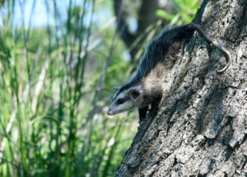 Biodiversidad: Provincia concretó más de 500 liberaciones de fauna silvestre en 2025