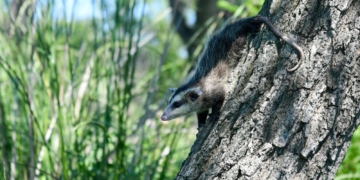 Biodiversidad: Provincia concretó más de 500 liberaciones de fauna silvestre en 2025