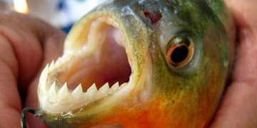 Bañistas heridos en Santa Fe por ataques de palometas