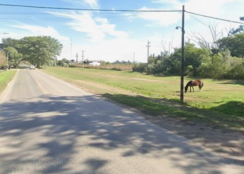 Ataque de abejas en Monje: murió una yegua tras las múltiples picaduras