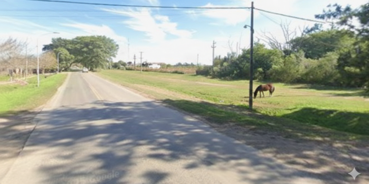Ataque de abejas en Monje: murió una yegua tras las múltiples picaduras
