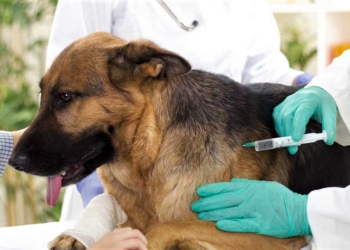 Barrancas realizará una campaña gratuita de vacunación antirrábica para perros y gatos