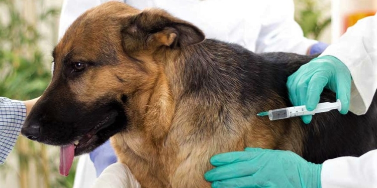 Barrancas realizará una campaña gratuita de vacunación antirrábica para perros y gatos