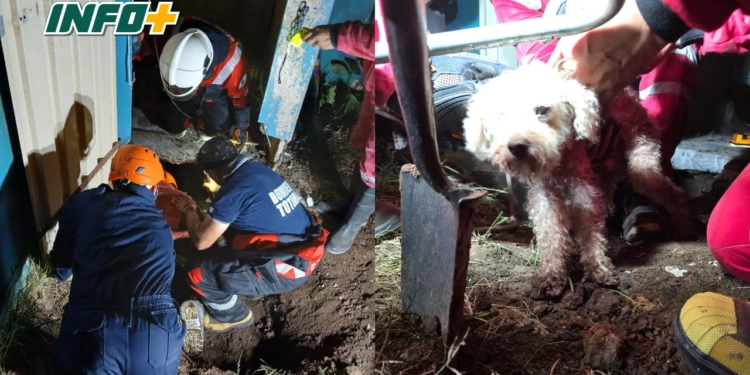 Bomberos de Totoras rescataron a un caniche que cayó a un pozo ciego