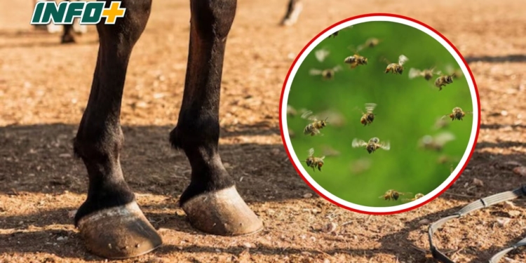 Monje: abejas atacaron a caballos y a su dueño, quien debió ser hospitalizado