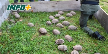 Detuvieron otro camión con 150 tortugas y 100 aves sobre la Ruta 34