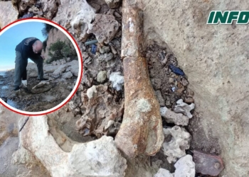 Hallaron en la región restos de megafauna de hace 10 mil años