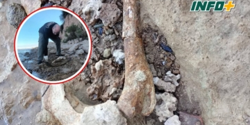 Hallaron en la región restos de megafauna de hace 10 mil años