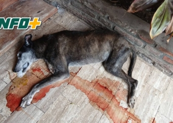 Indignación en Barrancas por el envenenamiento y muerte de un perro comunitario