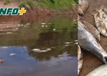 Mortandad de peces en el Río Carcarañá: toman muestras e investigan las causas