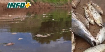 Mortandad de peces en el Río Carcarañá: toman muestras e investigan las causas