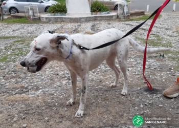 Esterilizaron y vacunaron a 46 mascotas en San Genaro y anunciaron la próxima jornada