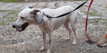 Esterilizaron y vacunaron a 46 mascotas en San Genaro y anunciaron la próxima jornada