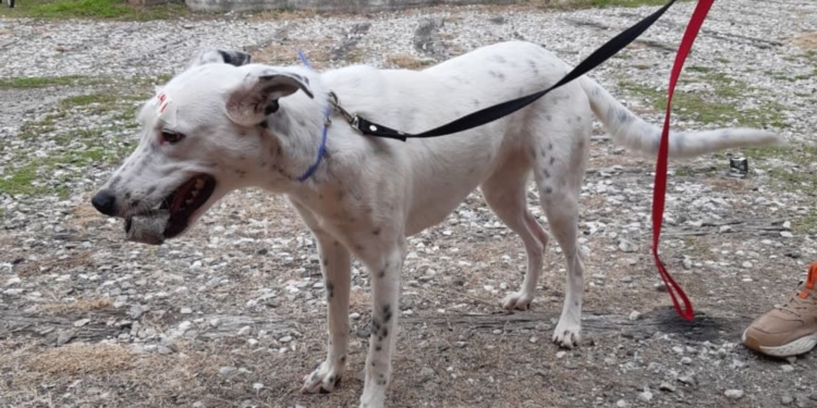 Esterilizaron y vacunaron a 46 mascotas en San Genaro y anunciaron la próxima jornada