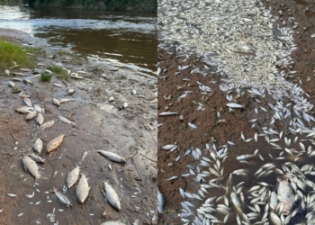 Los estudios descartan que la mortandad de peces en el Río Carcarañá sea por agroquímicos