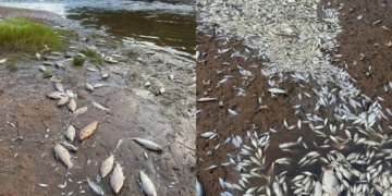 Los estudios descartan que la mortandad de peces en el Río Carcarañá sea por agroquímicos