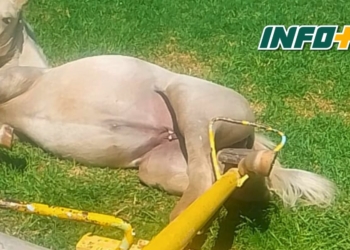 Bomberos liberaron a un caballo que quedó atrapado en un subibaja