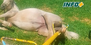 Bomberos liberaron a un caballo que quedó atrapado en un subibaja