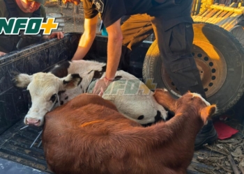 Recuperaron dos terneros robados en Carrizales tras un allanamiento en zona rural