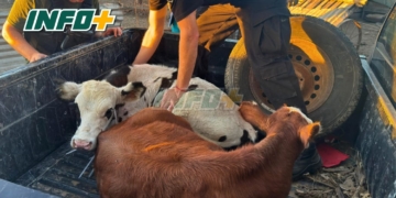 Recuperaron dos terneros robados en Carrizales tras un allanamiento en zona rural