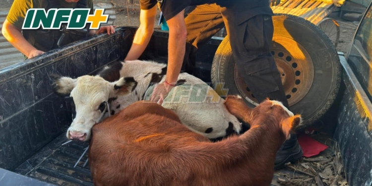 Recuperaron dos terneros robados en Carrizales tras un allanamiento en zona rural