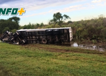 Volcó un camión con 43 novillos en la autopista: personas heridas y animales sueltos