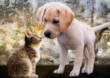 La Asociación Civil Collar Azul de Maciel convoca a sus socios a la Asamblea General Ordinaria