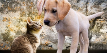 La Asociación Civil Collar Azul de Maciel convoca a sus socios a la Asamblea General Ordinaria