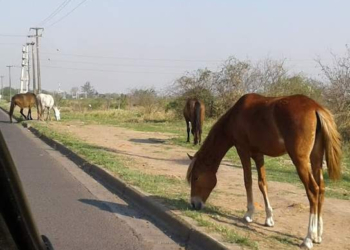 Timbúes lanzó una campaña sobre el cuidado responsable de caballos