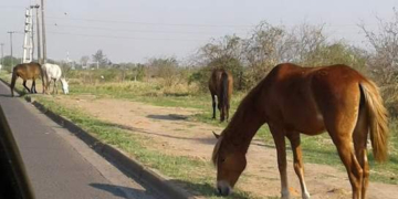Timbúes lanzó una campaña sobre el cuidado responsable de caballos