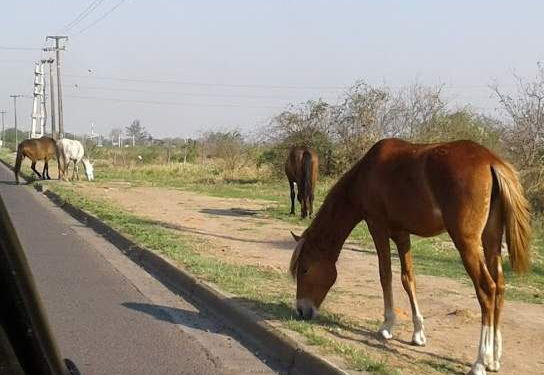Timbúes lanzó una campaña sobre el cuidado responsable de caballos