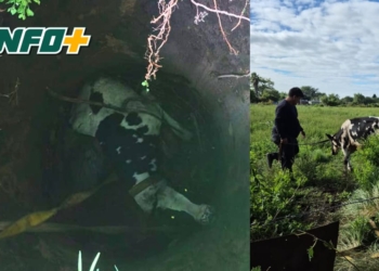 San Lorenzo: rescataron a un ternero que había caído en un pozo