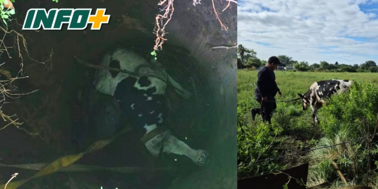 San Lorenzo: rescataron a un ternero que había caído en un pozo