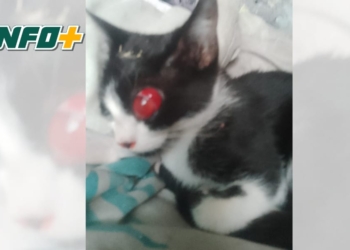 Indignación en Maciel: un gatito perdió un ojo de un gomerazo y piden tomar conciencia
