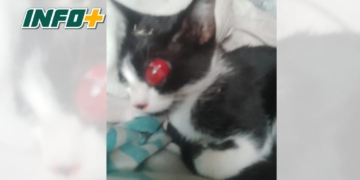 Indignación en Maciel: un gatito perdió un ojo de un gomerazo y piden tomar conciencia