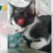 Indignación en Maciel: un gatito perdió un ojo de un gomerazo y piden tomar conciencia