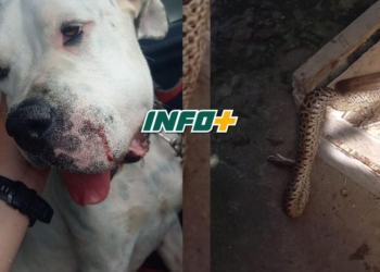 Una perra protegió a su familia y fue mordida por una yarará en Barrancas: «Ella nos salvó»