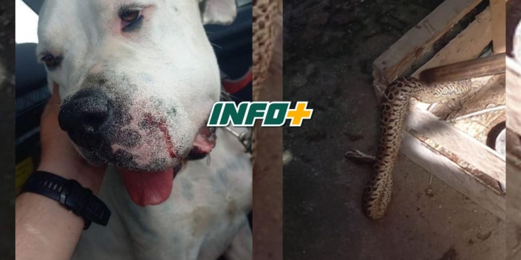 Una perra protegió a su familia y fue mordida por una yarará en Barrancas: «Ella nos salvó»