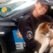 Rescataron a un perro encerrado dentro de un auto en Capitán Bermúdez