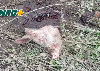 Faenaron y robaron animales en un campo entre Maciel y Oliveros