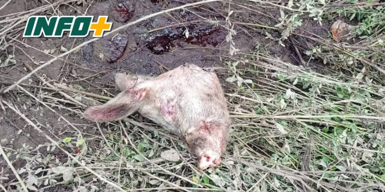 Faenaron y robaron animales en un campo entre Maciel y Oliveros
