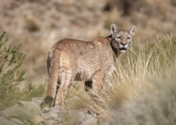 Susto en San Genaro: pensó que era un ladrón pero era un puma en el patio de su casa