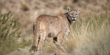 Susto en San Genaro: pensó que era un ladrón pero era un puma en el patio de su casa