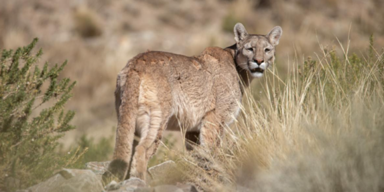 Susto en San Genaro: pensó que era un ladrón pero era un puma en el patio de su casa