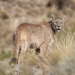 Susto en San Genaro: pensó que era un ladrón pero era un puma en el patio de su casa