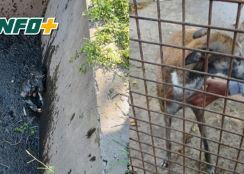 Exitoso operativo de bomberos de Totoras para salvar a un perro que cayó a una fosa