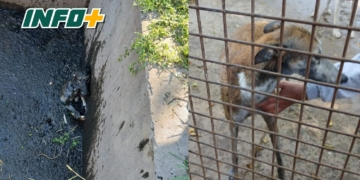 Exitoso operativo de bomberos de Totoras para salvar a un perro que cayó a una fosa