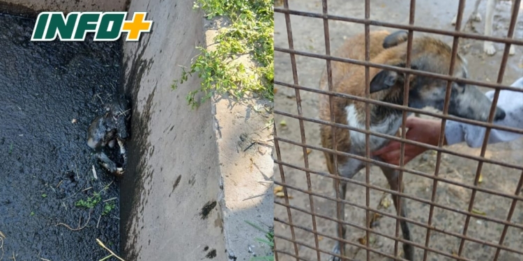 Exitoso operativo de bomberos de Totoras para salvar a un perro que cayó a una fosa