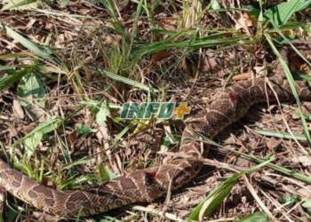 Alerta en la región por la aparición de yararás en zonas urbanizadas