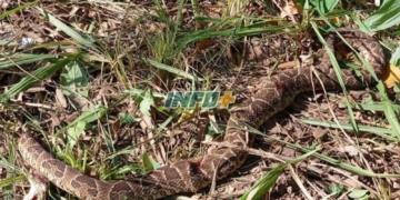 Alerta en la región por la aparición de yararás en zonas urbanizadas